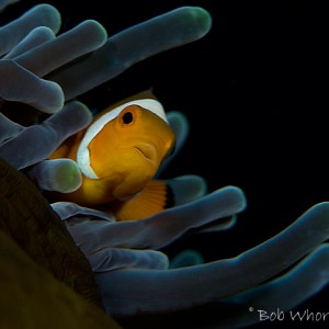 Anemonefish