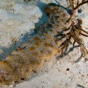 Five-Toothed Sea Cucumber
