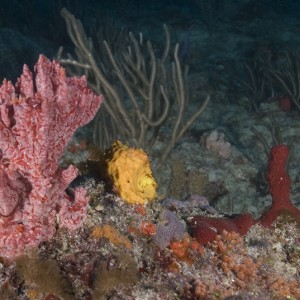 Pink Lumpy Sponge