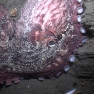 large giant pacific octo