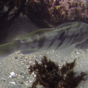 Spotted Sand Bass Paralabrax maculatofasciatus