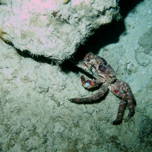 Wreck Crab