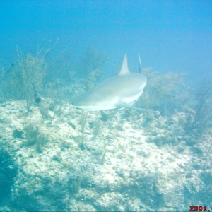 Reef Shark, Shark Junction