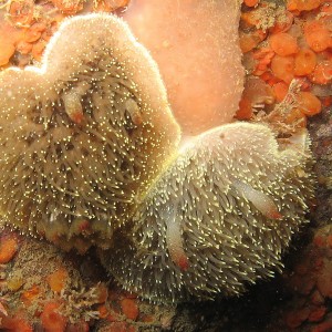 some nudibranch anybody id this 4 me plz?