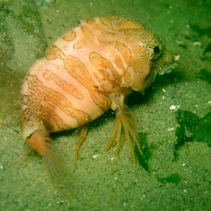 Grunt sculpin