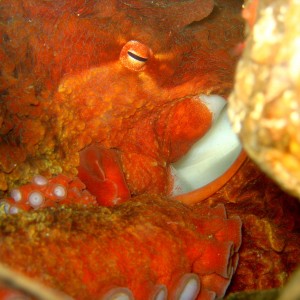 Giant Pacific Octopus