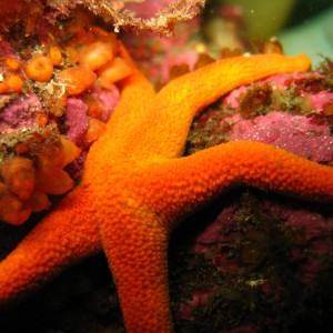 starfish