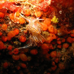 nudibranch