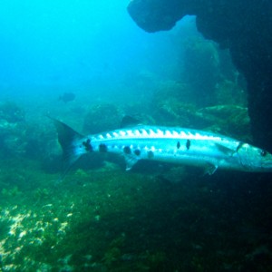 fbarracuda2