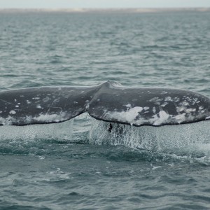 Baja Mexico