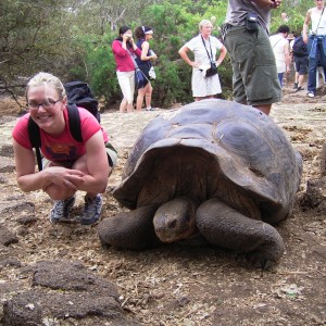 Giant Tortoise in Galapagos