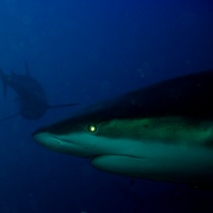 carribean reef sharks in roatan