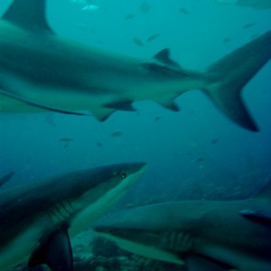 carribean reef sharks in roatan