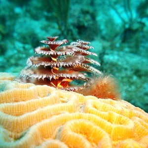 Christmas Tree Worms on a Coral Brain
