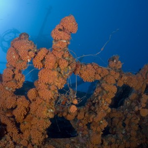 Cup Corals on the Duane