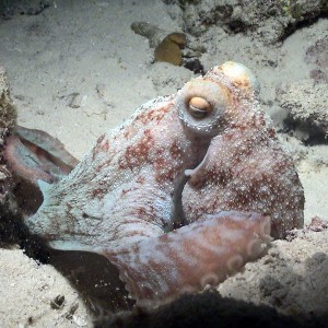 Octopus in Cozumel