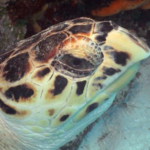 Hawksbill Turtle in Cozumel