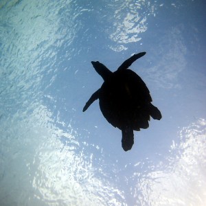 Hawksbill Turtle surfacing off the coast of Cuba