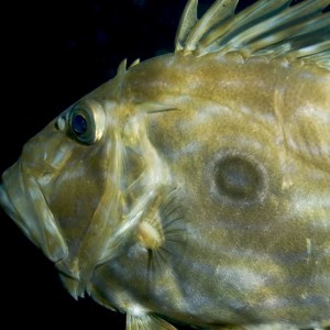 Saint Peter's Fish (closer-up)