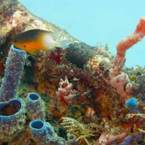 Damselfish on the Reef