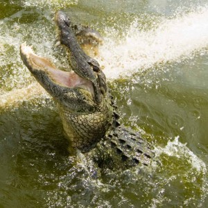 Alligator at Billies Swamp Safari