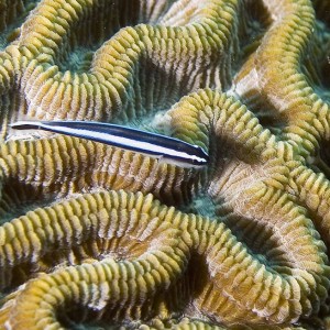 Broad Striped Goby on Brain coral