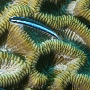 Goby on Brain Coral