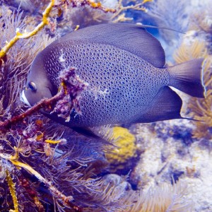 Grey AngleFish