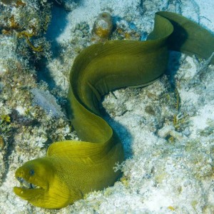 Free Swimming Green Moray Eel
