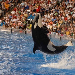 Orca ~ Shamu at SeaWorld