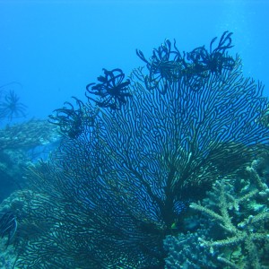 Fiji 06