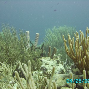 Bonaire Reef