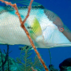 hogfish