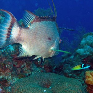 hogfish