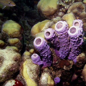Purple Tube Sponge