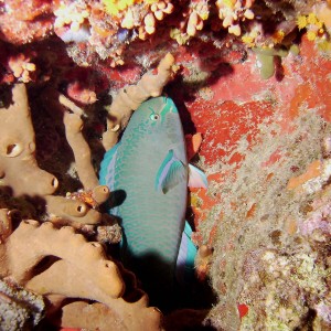 Sleeping Queen Parrotfish