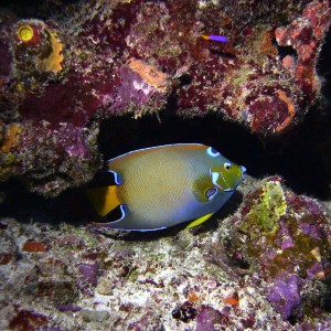 Queen Angelfish