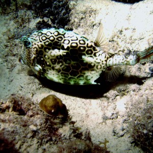 Honeycomb Cowfish