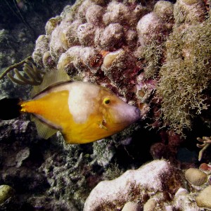 White Spotted File Fish