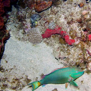 Four Eyed Butterfly and Stoplight Parrotfish