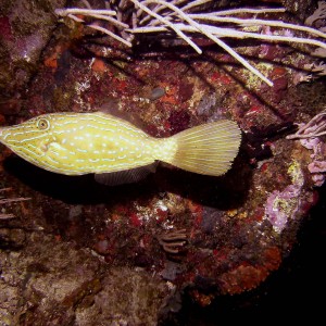 Scrawled Filefish