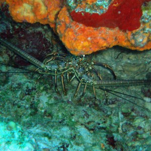 Cozumel 11