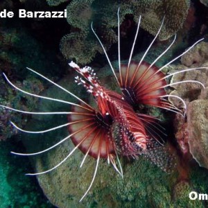 Pterois_radiatus