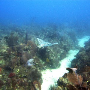 spotted eagle ray