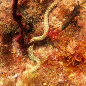 yellow spotted eel
