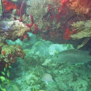 Molassas Reef 1