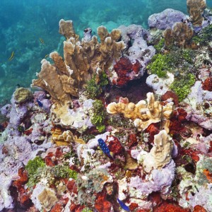 How much color can a reef have?