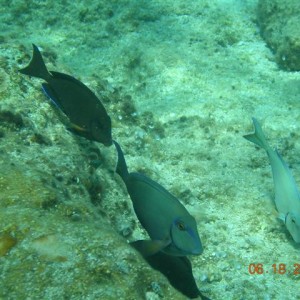 caribe blu shore dive