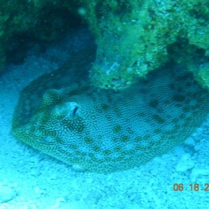 caribe blu shore dive