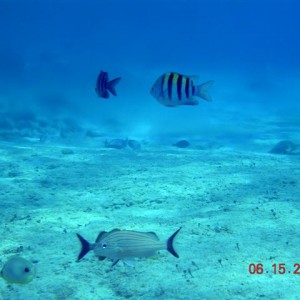 caribe blu shore dive